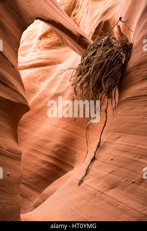 Ein Bogen in einem schmalen Schlitz Canyon in Arizona erfasst ein Durcheinander von Flut Ablagerungen bei einer Sturzflut fegte durch den Canyon. Die Trümmer hat inzwischen ausgetrocknet Stockfoto