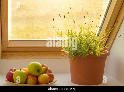 Kräuter auf der Fensterbank Stockfoto