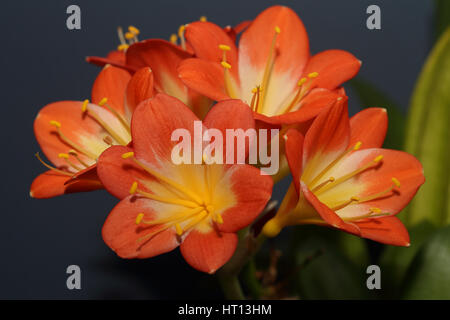 Ein blühender Kopf von Clivia Miniata (auch bekannt als Natal Lilie, Bush Lilie, Kaffir-Lilie), Cornwall, England, UK. Stockfoto