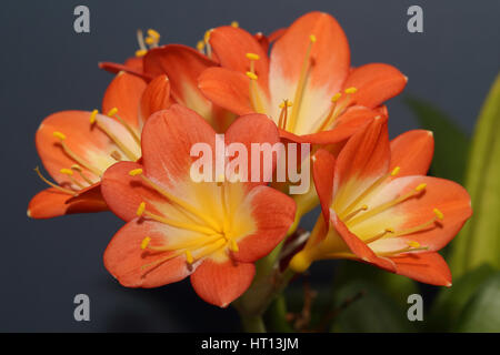 Ein blühender Kopf von Clivia Miniata (auch bekannt als Natal Lilie, Bush Lilie, Kaffir-Lilie), Cornwall, England, UK. Stockfoto