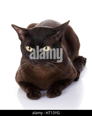 schwarze birmanischen Katze mit gelben Augen liegen auf einem weißen Hintergrund, Porträt, Nahaufnahme, Studio Foto Stockfoto