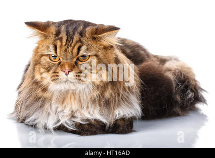 Tabby Katze liegt auf einem weißen Hintergrund Stockfoto
