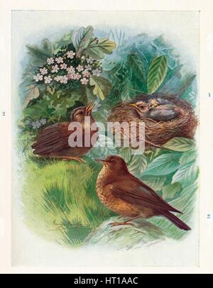 "Eine typische nidicol eingebettet - drei Stufen. Amsel ", c1910, (1910). Künstler: George James Rankin. Stockfoto