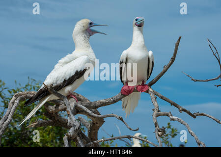 Seychellen, Indischer Ozean, Aldabra, Cosmoledo-Atoll. Wichtig Vogel Verschachtelung Kolonie. Paar von Rotfußtölpel (Wild: Sula Sula) Stockfoto