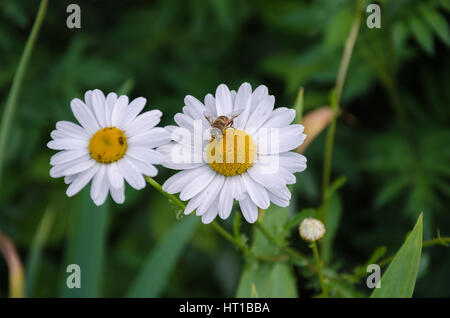 Sommer in den Garten Biene mit durchsichtigen Flügeln und einem White Daisy mit einem grünen Blatt Stockfoto