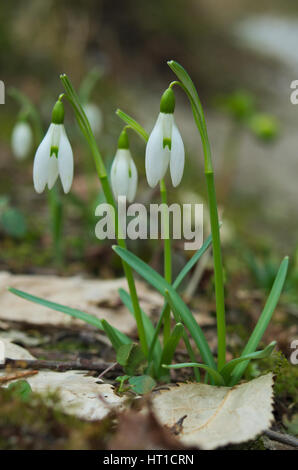 Gemeinsamen Schneeglöckchen (Galanthus Nivalis) blühen zwischen dem Ende des Winters und der Beginn des Frühlings in einem italienischen Wald Stockfoto