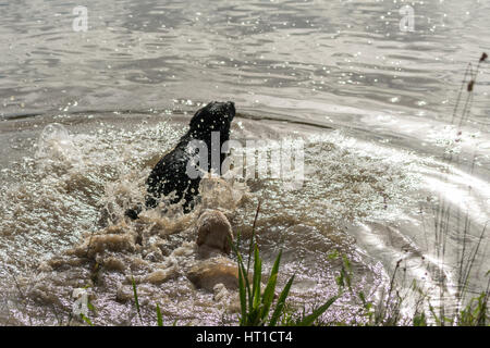 Eine Reihe von aufeinander folgenden Bildern von zwei Hunden, Labrador Retriever, in einen See springen und spielen im Wasser. Stockfoto