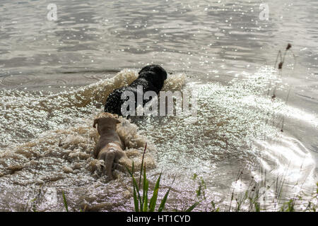 Eine Reihe von aufeinander folgenden Bildern von zwei Hunden, Labrador Retriever, in einen See springen und spielen im Wasser. Stockfoto