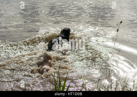 Eine Reihe von aufeinander folgenden Bildern von zwei Hunden, Labrador Retriever, in einen See springen und spielen im Wasser. Stockfoto