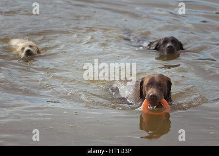 Drei Labrador Retriever spielen im Wasser mit einem orangefarbenen Ring-Spielzeug, zwei jagen den dritten Hund, der das Spielzeug in den Mund hält. Stockfoto