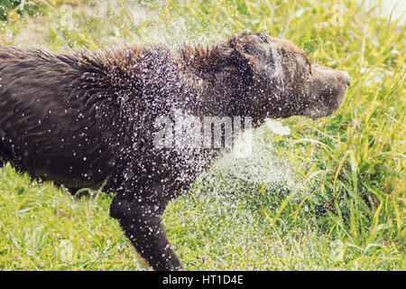 Eine Reihe von Bildern mit ein Erwachsener Labrador Retriever Hund schütteln Wasser fällt von ihm nach Baden, mit dem Wasser Tropfen glänzen im Sonnenlicht. Stockfoto