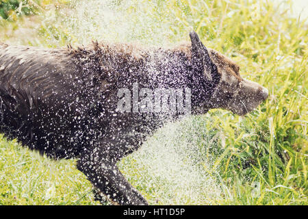 Eine Reihe von Bildern mit ein Erwachsener Labrador Retriever Hund schütteln Wasser fällt von ihm nach Baden, mit dem Wasser Tropfen glänzen im Sonnenlicht. Stockfoto