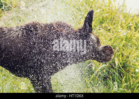 Eine Reihe von Bildern mit ein Erwachsener Labrador Retriever Hund schütteln Wasser fällt von ihm nach Baden, mit dem Wasser Tropfen glänzen im Sonnenlicht. Stockfoto