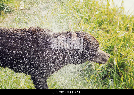 Eine Reihe von Bildern mit ein Erwachsener Labrador Retriever Hund schütteln Wasser fällt von ihm nach Baden, mit dem Wasser Tropfen glänzen im Sonnenlicht. Stockfoto