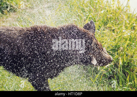 Eine Reihe von Bildern mit ein Erwachsener Labrador Retriever Hund schütteln Wasser fällt von ihm nach Baden, mit dem Wasser Tropfen glänzen im Sonnenlicht. Stockfoto