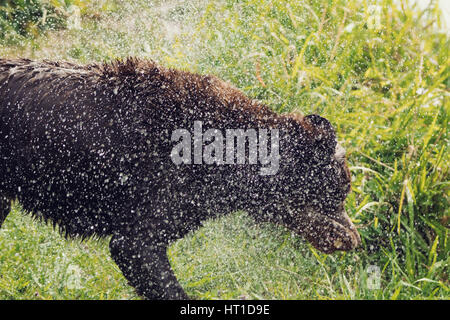 Eine Reihe von Bildern mit ein Erwachsener Labrador Retriever Hund schütteln Wasser fällt von ihm nach Baden, mit dem Wasser Tropfen glänzen im Sonnenlicht. Stockfoto