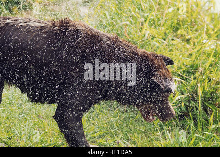 Eine Reihe von Bildern mit ein Erwachsener Labrador Retriever Hund schütteln Wasser fällt von ihm nach Baden, mit dem Wasser Tropfen glänzen im Sonnenlicht. Stockfoto