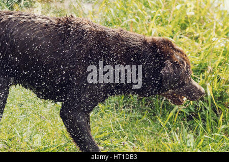 Eine Reihe von Bildern mit ein Erwachsener Labrador Retriever Hund schütteln Wasser fällt von ihm nach Baden, mit dem Wasser Tropfen glänzen im Sonnenlicht. Stockfoto