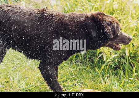 Eine Reihe von Bildern mit ein Erwachsener Labrador Retriever Hund schütteln Wasser fällt von ihm nach Baden, mit dem Wasser Tropfen glänzen im Sonnenlicht. Stockfoto