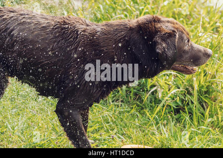 Eine Reihe von Bildern mit ein Erwachsener Labrador Retriever Hund schütteln Wasser fällt von ihm nach Baden, mit dem Wasser Tropfen glänzen im Sonnenlicht. Stockfoto