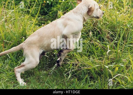 Eine nette und aktive Labrador Retriever Welpe springt aufgeregt durch langen, grünen Rasen. Stockfoto