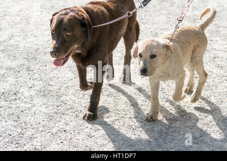 Gemeinsam gehen zwei Labrador Retriever Hunde an der Leine auf einem Feldweg. Stockfoto