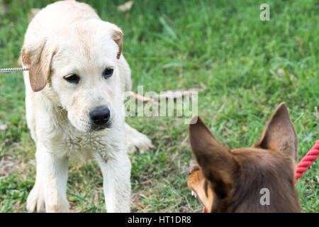 Ein Kelpie Hund knurrt und fletscht seine Zähne an einen Labrador Retriever Welpen, der Angst sieht. Stockfoto