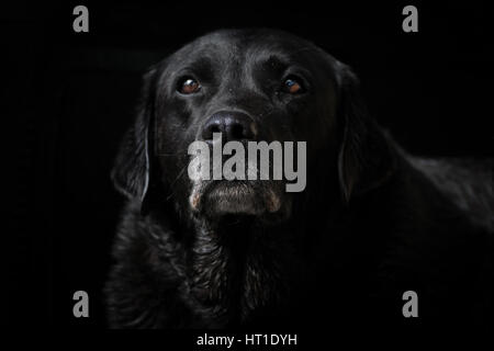 Ein schwarzer Labrador Retriever sitzt allein und isoliert auf einem schwarzen Hintergrund mit seiner Nase und Gesicht im Fokus. Stockfoto