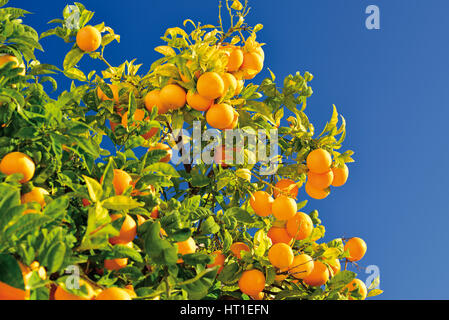 Orangenbaum mit vielen Früchten Stockfoto