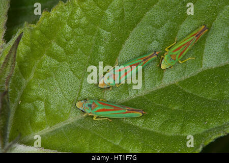 Rhododendron-Zikade, Rhododendronzikade Graphocephala Fennahi, Graphocephala Coccinea, Rhododendron leafhopper Stockfoto