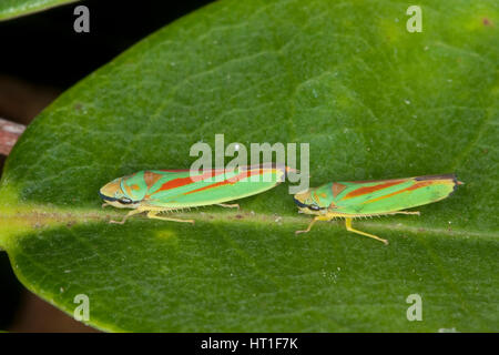 Rhododendron-Zikade, Rhododendronzikade Graphocephala Fennahi, Graphocephala Coccinea, Rhododendron leafhopper Stockfoto