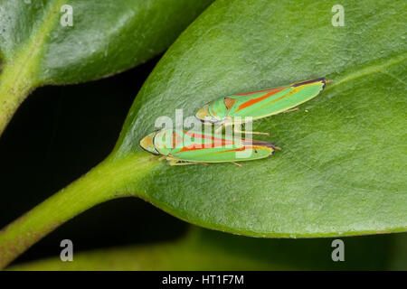 Rhododendron-Zikade, Rhododendronzikade Graphocephala Fennahi, Graphocephala Coccinea, Rhododendron leafhopper Stockfoto