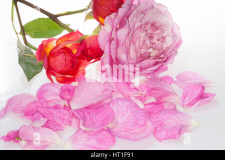 Rose, Rosen-Blüten, Rosen-Blütenblätter, Blütenblätter, Blütenblatt, Garten-Rose, Gartenrose, Kulturrose, Kultur-Rose, Rosa spec, Rose Stockfoto