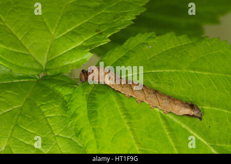 Roseneule, Rosen-Eule, Rosen-Eulenspinner, Raupe, Thyatira Batis, Thyatira Rubrescens peach Blossom, Caterpillar, la Noctuelle Batis, la Batis, Eulen Stockfoto