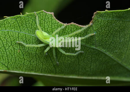 Weibchen der Grünen huntsman Spider (micrommata Virescens) auf einem Blatt Stockfoto