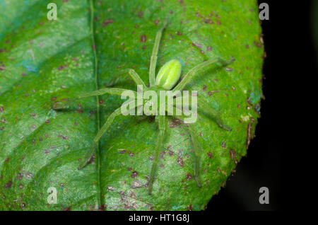 Weibchen der Grünen huntsman Spider (micrommata Virescens) auf einem Blatt Stockfoto