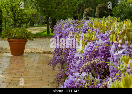 Büsche lila Glyzinien Blüten im Morgengrauen nach dem Regen in einem europäischen Garten. Italien Stockfoto