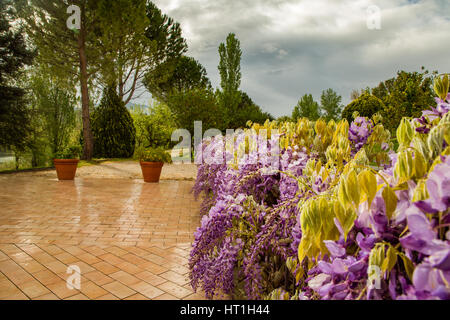 Büsche lila Glyzinien Blüten im Morgengrauen nach dem Regen in einem europäischen Garten. Italien Stockfoto