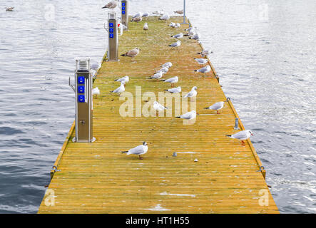 Anlegestelle im Hafen von Swinemünde, Polen. Viele Seevögel sind darauf sitzen. Stockfoto