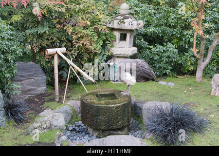 Pfau-Trinkwasser in den japanischen Garten Stockfoto