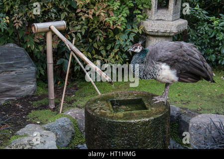 Pfau-Trinkwasser in den japanischen Garten Stockfoto