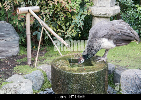 Pfau-Trinkwasser in den japanischen Garten Stockfoto