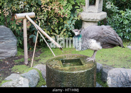 Pfau-Trinkwasser in den japanischen Garten Stockfoto