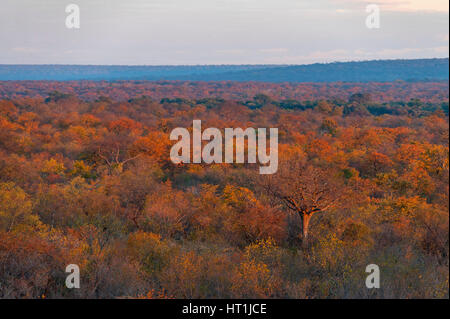 Eine wunderschöne Mopane Waldlandschaft im Zambezi Nationalpark in Simbabwe gesehen Stockfoto