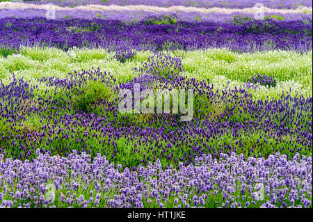 Lavendel wächst in den englischen cotswolds Stockfoto