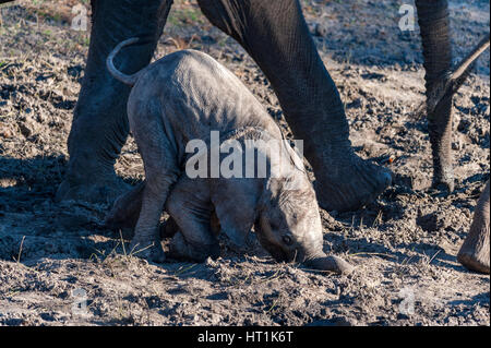 Ein afrikanischer Elefant Loxodonta africana sah, wie er im Zambezi Nationalpark in Simbabwe mit seinem Mund trank. Stockfoto