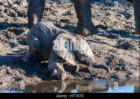 Ein afrikanischer Elefant Loxodonta africana sah, wie er im Zambezi Nationalpark in Simbabwe mit seinem Mund trank. Stockfoto