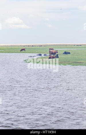 Bullen Schwimmen im See, Kühe und Rinder ruht auf einem Bauernhof in Lagoa do Peixe See, Mostardas Stadt, Rio Grande do Sul, Brasilien. Stockfoto