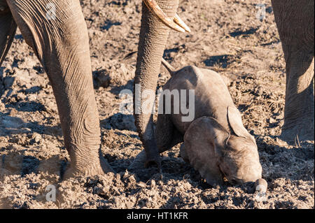 Ein afrikanischer Elefant Loxodonta africana sah, wie er im Zambezi Nationalpark in Simbabwe mit seinem Mund trank. Stockfoto