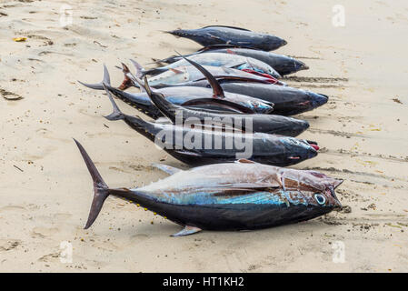 Neun frischen Thunfisch auf den Strand von Tamarin Bucht von Mauritius Stockfoto